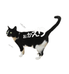P I  N O（個別スタンプ：6）