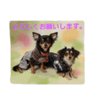 小次郎丸＆十兵衛の仲良しスタンプ（個別スタンプ：30）