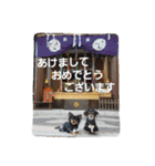 小次郎丸＆十兵衛の仲良しスタンプ（個別スタンプ：40）