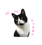 はちロボ8＋2（個別スタンプ：1）