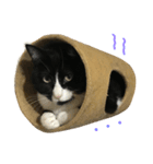 はちロボ8＋2（個別スタンプ：4）