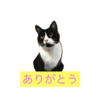 はちロボ8＋2（個別スタンプ：10）
