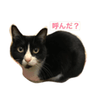 はちロボ8＋2（個別スタンプ：16）