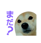 COCOx（個別スタンプ：1）