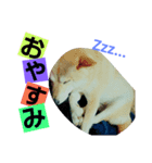 COCOx（個別スタンプ：2）