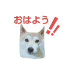 COCOx（個別スタンプ：7）