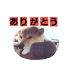 COCOx（個別スタンプ：8）