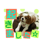 キャバリア ベル14歳の日常時短スタンプ（個別スタンプ：4）
