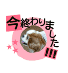 キャバリア ベル14歳の日常時短スタンプ（個別スタンプ：13）