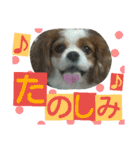 キャバリア ベル14歳の日常時短スタンプ（個別スタンプ：19）