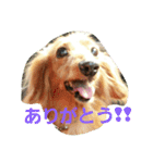 DOGSMEMORY（個別スタンプ：1）