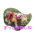 DOGSMEMORY（個別スタンプ：2）