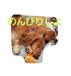 DOGSMEMORY（個別スタンプ：3）