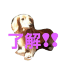 DOGSMEMORY（個別スタンプ：4）