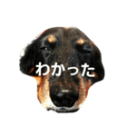 DOGSMEMORY（個別スタンプ：5）