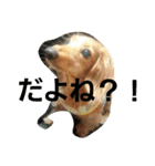 DOGSMEMORY（個別スタンプ：6）