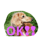DOGSMEMORY（個別スタンプ：7）