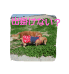 DOGSMEMORY（個別スタンプ：8）