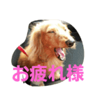 DOGSMEMORY（個別スタンプ：9）