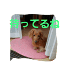 DOGSMEMORY（個別スタンプ：10）