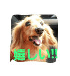 DOGSMEMORY（個別スタンプ：11）