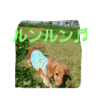 DOGSMEMORY（個別スタンプ：12）