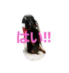 DOGSMEMORY（個別スタンプ：13）