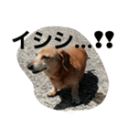 DOGSMEMORY（個別スタンプ：15）