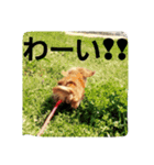 DOGSMEMORY（個別スタンプ：16）