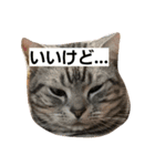 アメショーの挨拶（個別スタンプ：2）