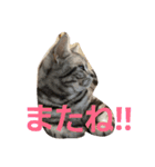 アメショーの挨拶（個別スタンプ：3）