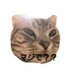 アメショーの挨拶（個別スタンプ：7）