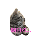 アメショーの挨拶（個別スタンプ：8）