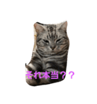 アメショーの挨拶（個別スタンプ：11）