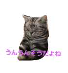 アメショーの挨拶（個別スタンプ：17）