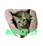 アメショーの挨拶（個別スタンプ：21）