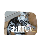 アメショーの挨拶（個別スタンプ：24）