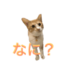 れもんとすだち 2（個別スタンプ：2）