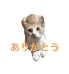 れもんとすだち 2（個別スタンプ：4）