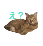 れもんとすだち 2（個別スタンプ：5）