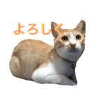 れもんとすだち 2（個別スタンプ：10）