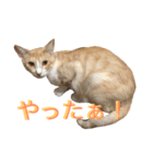 れもんとすだち 2（個別スタンプ：11）