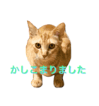 れもんとすだち 2（個別スタンプ：12）