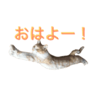 れもんとすだち 2（個別スタンプ：14）