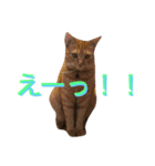 れもんとすだち 2（個別スタンプ：21）
