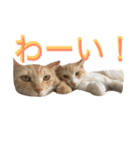 れもんとすだち 2（個別スタンプ：23）