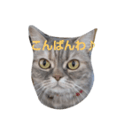 ネコ♪スタンプ♪（個別スタンプ：2）