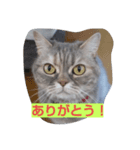 ネコ♪スタンプ♪（個別スタンプ：4）