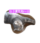 ネコ♪スタンプ♪（個別スタンプ：7）