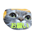 ネコ♪スタンプ♪（個別スタンプ：8）